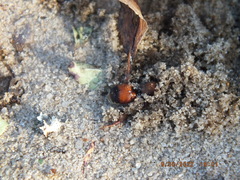 Dasymutilla bioculata