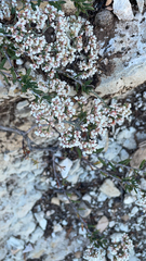 Eriogonum microtheca