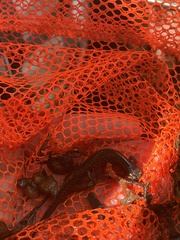 Caudata