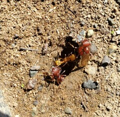Pogonomyrmex occidentalis