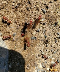 Pogonomyrmex occidentalis