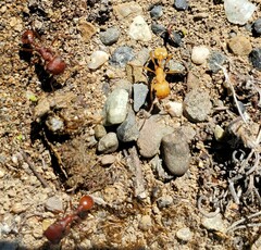 Pogonomyrmex occidentalis