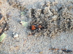 Dasymutilla bioculata