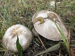 Agaricus deardorffensis
