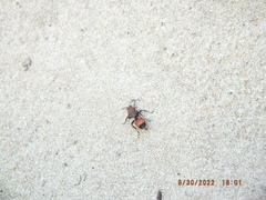 Dasymutilla bioculata