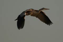 Ardea cinerea cinerea