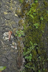 Malayopython reticulatus