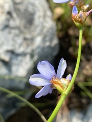 Aristea torulosa