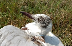 Chroicocephalus brunnicephalus