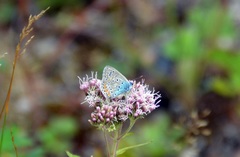 Polyommatus icarus