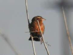 Leistes superciliaris