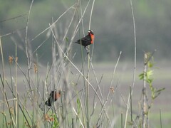 Leistes superciliaris