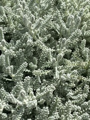 Helichrysum italicum