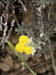 Helichrysum italicum