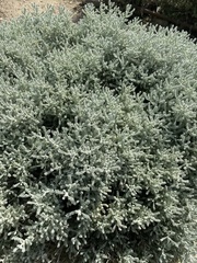 Helichrysum italicum
