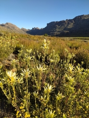 Leucadendron nitidum