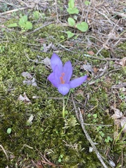 Crocus serotinus