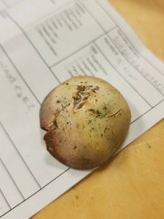 Hygrophorus occidentalis