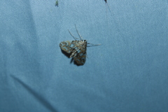 Elophila icciusalis