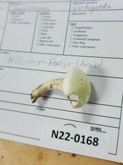 Hygrophorus occidentalis