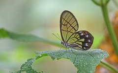 Pseudohaetera mimica