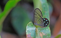 Pseudohaetera mimica
