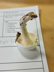 Hygrophorus occidentalis