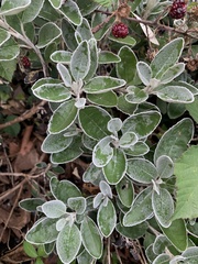 Brachyglottis × jubar