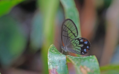 Pseudohaetera mimica