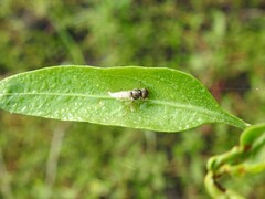Stratiomyini