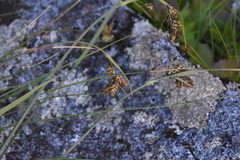 Carex macrochaeta