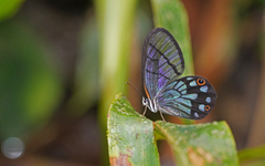 Pseudohaetera mimica