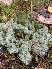Cladonia stellaris