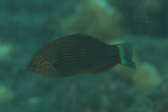 Halichoeres marginatus