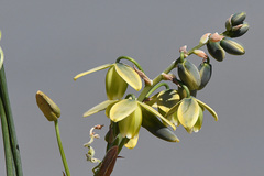 Albuca cooperi