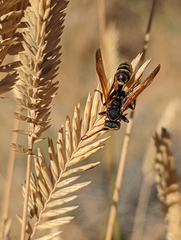 Mischocyttarus flavitarsis