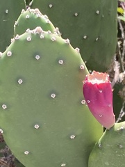 Opuntia bonaerensis