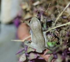 Litoria rubella