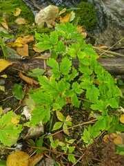 Actaea