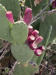 Opuntia bonaerensis