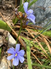Aristea torulosa