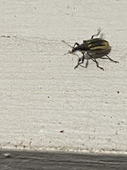 Diaprepes abbreviatus