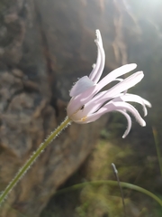 Knowltonia tenuifolia