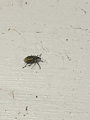 Diaprepes abbreviatus