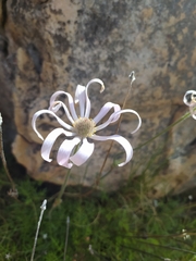 Knowltonia tenuifolia