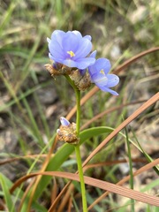 Aristea torulosa