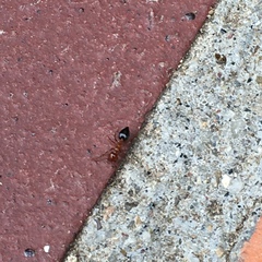 Crematogaster laeviuscula