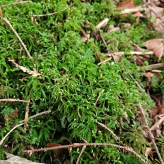 Eurhynchium
