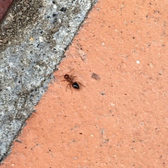 Crematogaster laeviuscula