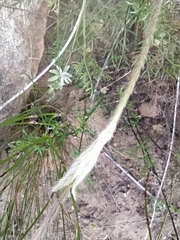 Knowltonia tenuifolia